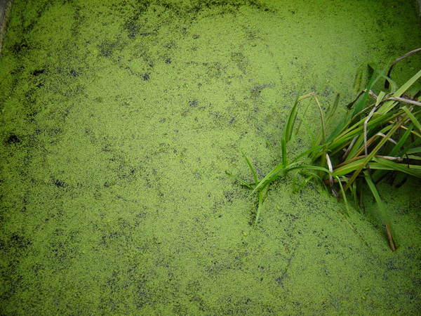 Duckweed Loads of it.