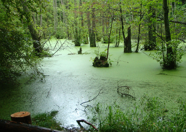 Duckweed Loads of it.